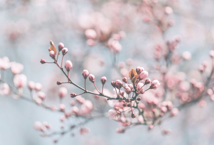 Créer une expérience olfactive pour les événements du printemps